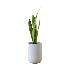 Snake Plant | Office Plant