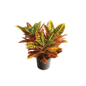 Red Croton
