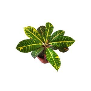 Green Croton