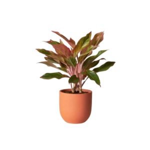 Aglaonema