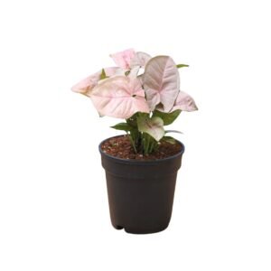 Pink Syngonium