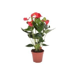 Anthurium