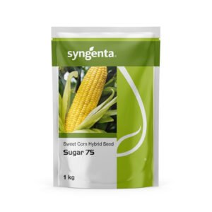 SYNGENTA Sweet Corn hybrid seed- Sugar 75 | 1 kg